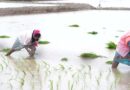 खरीफ खेती की रफ्तार पड़ी धीमी, 53.74 लाख हेक्टेयर घटा रकबा; धान, सोयाबीन और कपास की बुवाई में बड़ी गिरावट