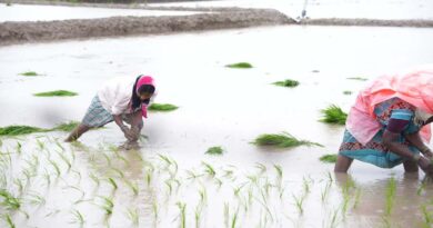 खरीफ खेती की रफ्तार पड़ी धीमी, 53.74 लाख हेक्टेयर घटा रकबा; धान, सोयाबीन और कपास की बुवाई में बड़ी गिरावट