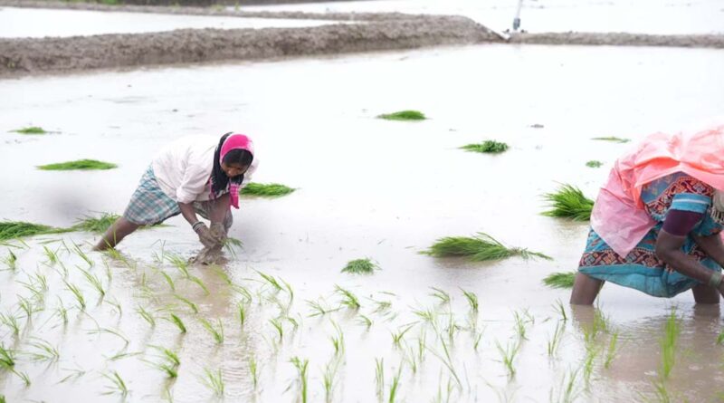 खरीफ खेती की रफ्तार पड़ी धीमी, 53.74 लाख हेक्टेयर घटा रकबा; धान, सोयाबीन और कपास की बुवाई में बड़ी गिरावट