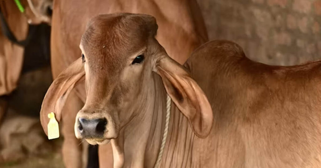 खुशखबरी! लाड़ली बहनों को सब्सिडी पर मिलेगी गाय, सरकार जल्द ला सकती है नई योजना
