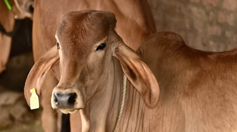 खुशखबरी! लाड़ली बहनों को सब्सिडी पर मिलेगी गाय, सरकार जल्द ला सकती है नई योजना