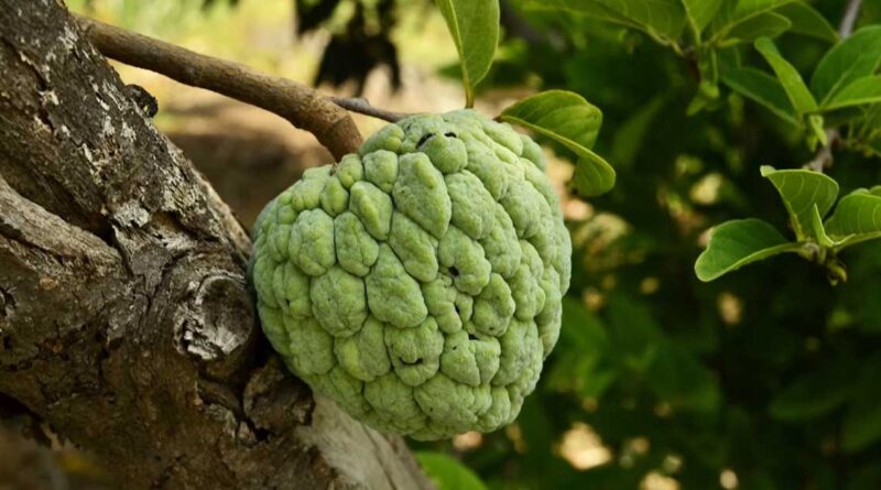 देश में पहली बार एक साथ 12 उद्यानिकी फसलों को म‍िला जी आई टैग
