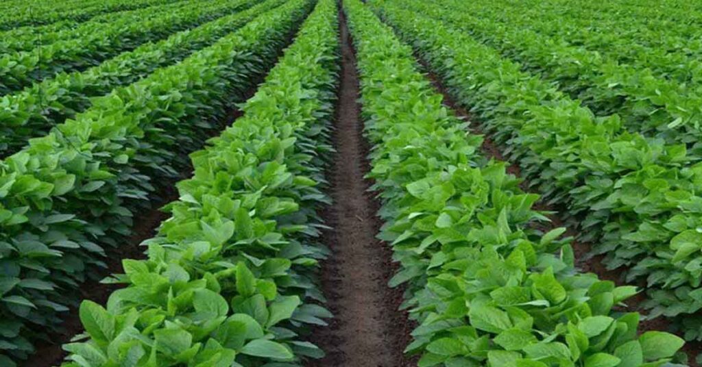 इस साल सोयाबीन की खेती हो सकती है ₹15000 रु. प्रति हेक्टेयर तक महंगी