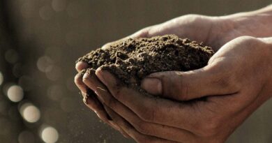 पीएसबी से बढ़ेगी फास्फोरस की उपलब्धता मिट्टी की उर्वराशक्ति होगी मजबूत