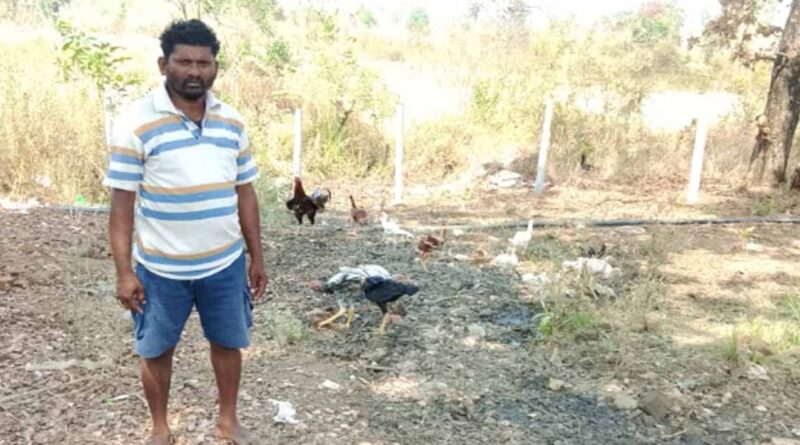 बीजापुर के किसान की सफलता: खेती के साथ अपनाया मुर्गी पालन, अब हर साल हो रही हजारों की अतिरिक्त कमाई