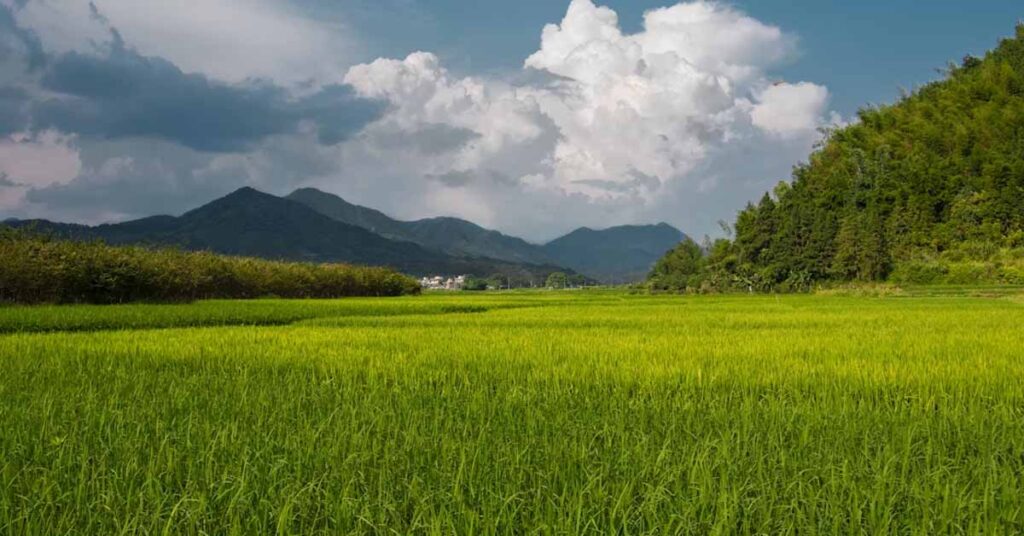 Chhattisgarh: कम बारिश की आशंका पर सरकार ने जारी की आकस्मिक कार्ययोजना, किसानों को दिए अहम सुझाव