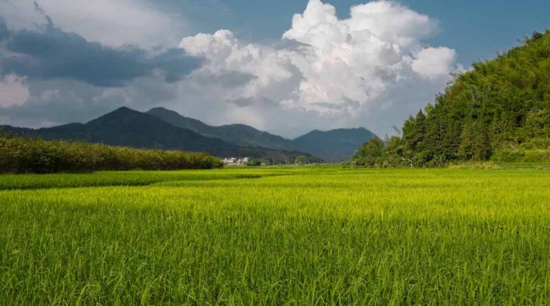 Chhattisgarh: कम बारिश की आशंका पर सरकार ने जारी की आकस्मिक कार्ययोजना, किसानों को दिए अहम सुझाव
