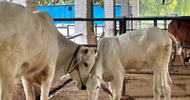 उत्तर प्रदेश में अक्टूबर में होगा ‘गो-टेक 2026’, गौ संरक्षण और गौ-आधारित अर्थव्यवस्था को मिलेगा नया मंच