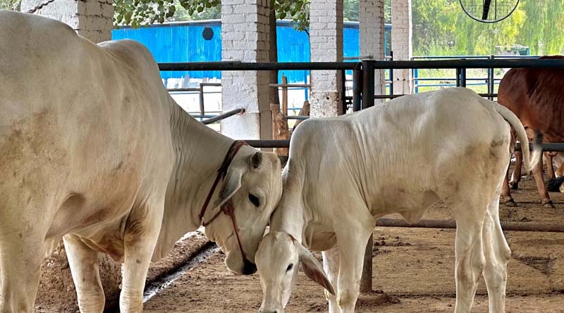 उत्तर प्रदेश में अक्टूबर में होगा ‘गो-टेक 2026’, गौ संरक्षण और गौ-आधारित अर्थव्यवस्था को मिलेगा नया मंच