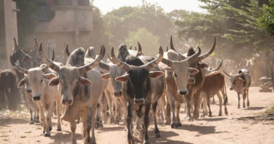 बीमार पशुओं के इलाज में लापरवाही बर्दाश्त नहीं: मंत्री कुमावत