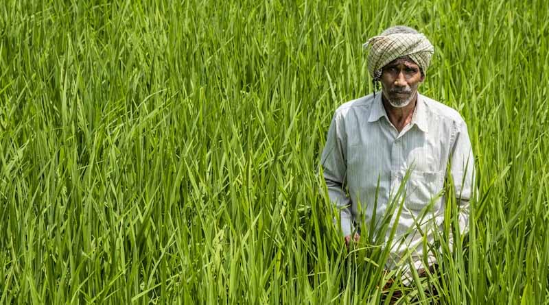 राजस्थान कृषि विभाग भर्ती 2026: 20 जुलाई से शुरू होगा डॉक्यूमेंट वेरिफिकेशन, देखें पूरा शेड्यूल  