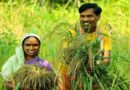 सीहोर: समर्थन मूल्य पर उपार्जन के लिए किसान पंजीयन में एग्रीस्टेक आईडी अनिवार्य