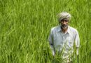मंडी बोर्ड में 1400 से अधिक अधिकारी-कर्मचारियों को पदोन्नति, 30 से ज्यादा संवर्गों में मिली नई जिम्मेदारी