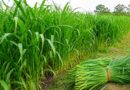 गिन्नी घास: पशुओं के लिए पौष्टिक चारा और किसानों के लिए उपयोगी फसल