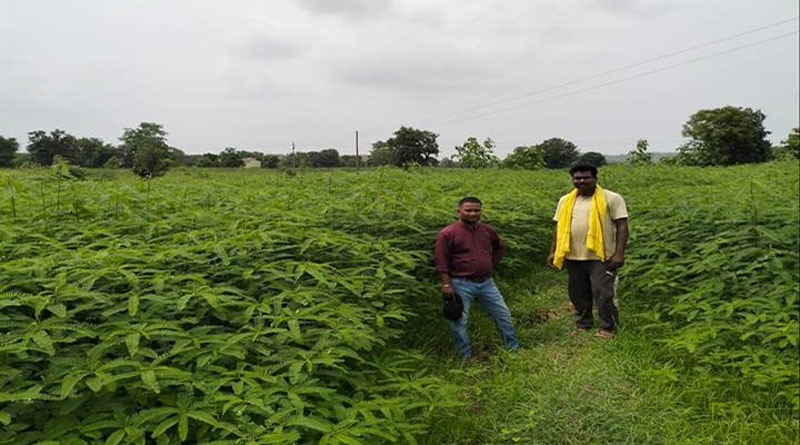 कम बारिश में किसानों का कमाल! हरी खाद की ढैंचा फसल से करेंगे बीज उत्पादन, होगी अच्छी कमाई