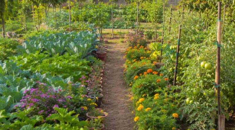 आलीराजपुर में जिला रिसोर्स पर्सन के चयन हेतु आवेदन आमंत्रित