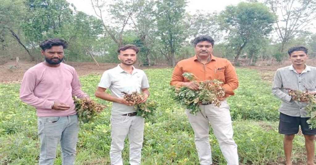 मूंग छोड़ अपनाई मूंगफली की खेती, सागर के किसान को मिला प्रति एकड़ 12 क्विंटल तक उत्पादन; बढ़ा मुनाफा