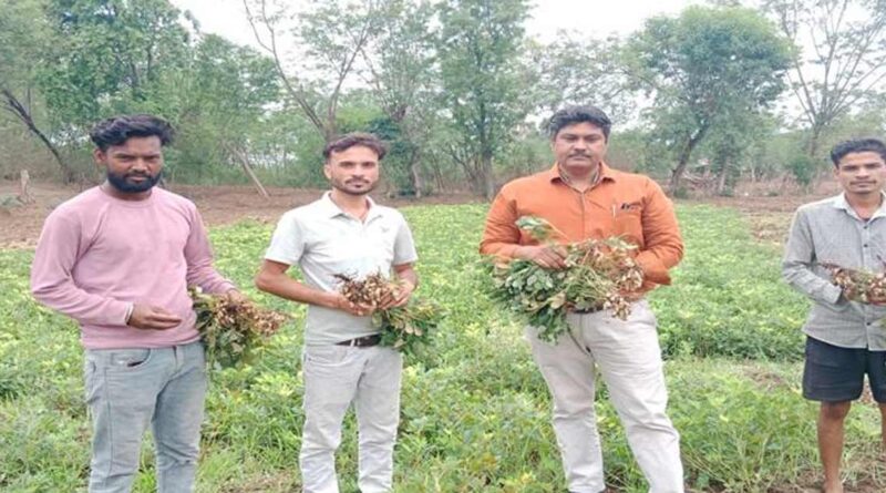 मूंग छोड़ अपनाई मूंगफली की खेती, सागर के किसान को मिला प्रति एकड़ 12 क्विंटल तक उत्पादन; बढ़ा मुनाफा