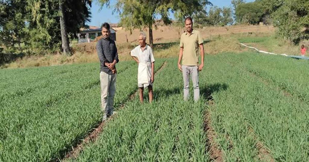 DBW 303 गेहूं की किस्म का कमाल! झाबुआ के किसान ने हासिल किया 21 क्विंटल प्रति एकड़ उत्पादन