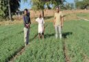 DBW 303 गेहूं की किस्म का कमाल! झाबुआ के किसान ने हासिल किया 21 क्विंटल प्रति एकड़ उत्पादन