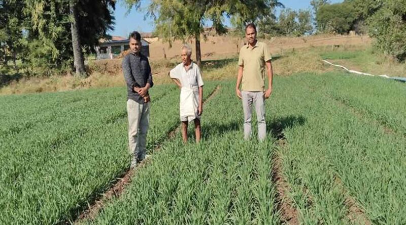 DBW 303 गेहूं की किस्म का कमाल! झाबुआ के किसान ने हासिल किया 21 क्विंटल प्रति एकड़ उत्पादन