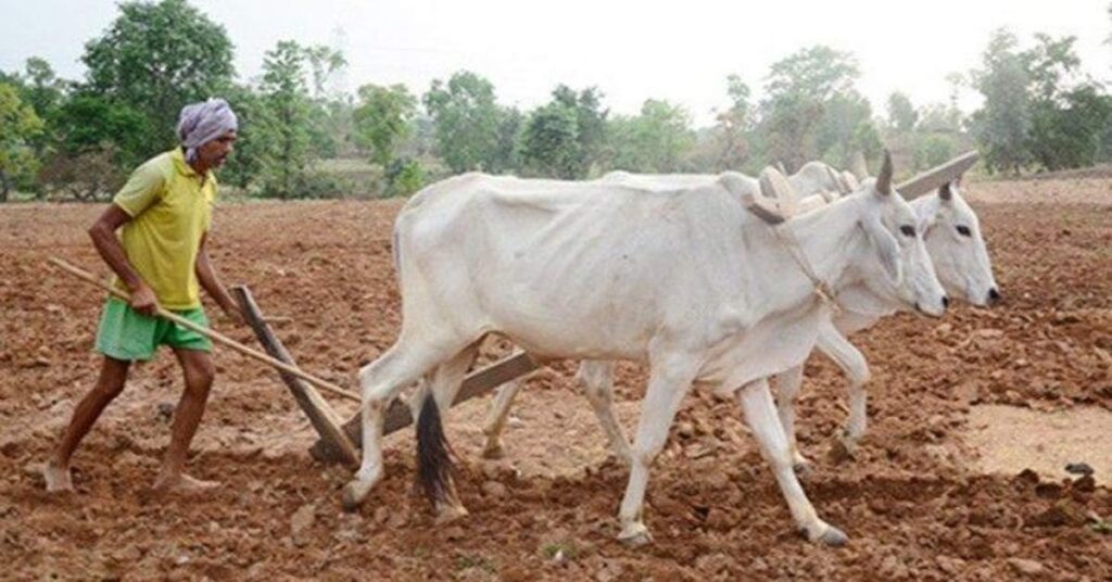 खरीफ खेती ने पकड़ी रफ्तार! छत्तीसगढ़ में 13% बुआई पूरी, किसानों को 7.28 लाख टन खाद और 3.09 लाख क्विंटल बीज मिला