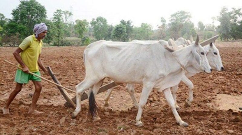 खरीफ खेती ने पकड़ी रफ्तार! छत्तीसगढ़ में 13% बुआई पूरी, किसानों को 7.28 लाख टन खाद और 3.09 लाख क्विंटल बीज मिला