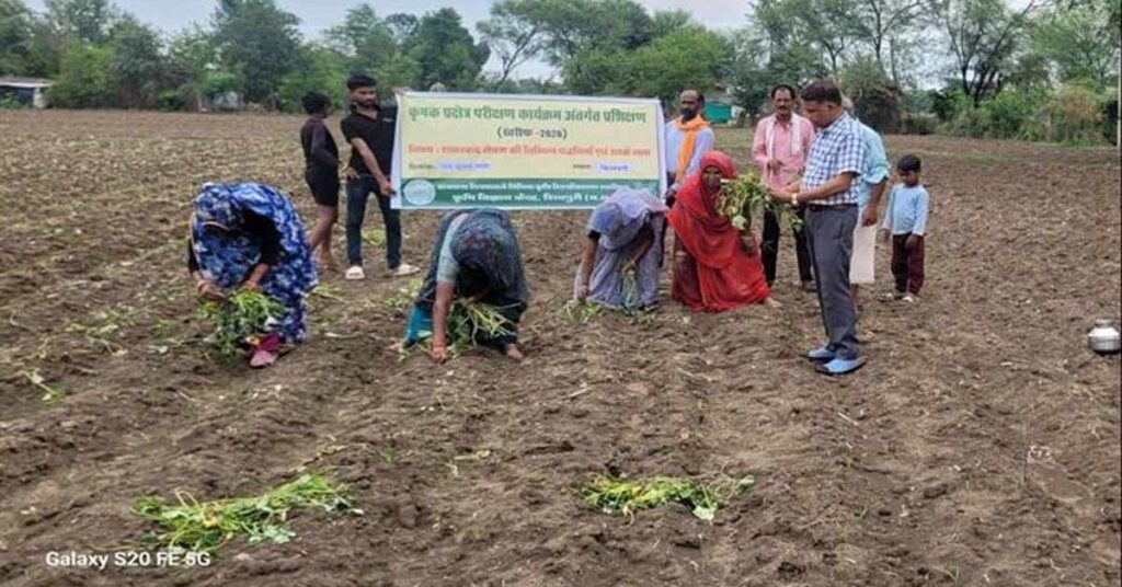 बारिश में शकरकंद की फसल नहीं होगी खराब, किसानों को सिखाई जा रही वैज्ञानिक रोपण तकनीक