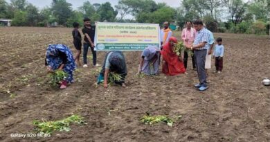 बारिश में शकरकंद की फसल नहीं होगी खराब, किसानों को सिखाई जा रही वैज्ञानिक रोपण तकनीक
