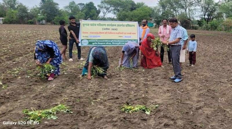 बारिश में शकरकंद की फसल नहीं होगी खराब, किसानों को सिखाई जा रही वैज्ञानिक रोपण तकनीक