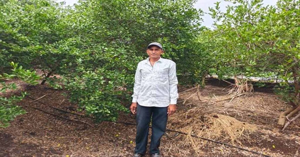 नींबू की खेती से किसान हुआ मालामाल! सिर्फ 0.40 हेक्टेयर में कमाए 2 लाख रुपए; जानिए सफलता का राज