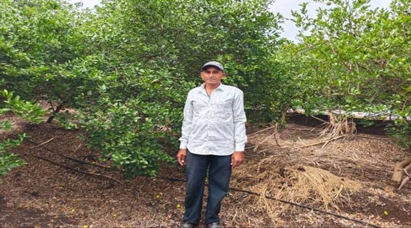 नींबू की खेती से किसान हुआ मालामाल! सिर्फ 0.40 हेक्टेयर में कमाए 2 लाख रुपए; जानिए सफलता का राज  