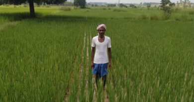 आधुनिक खेती बनी मुनाफे का सौदा! धान की पारंपरिक खेती छोड़ किसान ने अपनाई तकनीक, 1.5 लाख तक पहुंची आय  