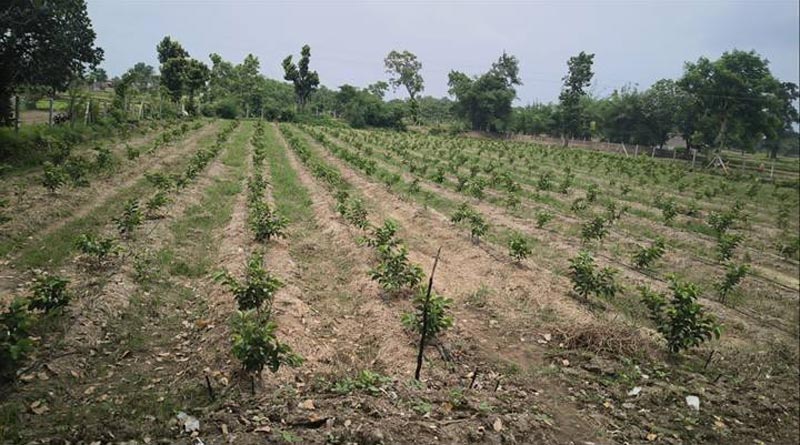 खेती का गजब फॉर्मूला! किसान ने एक ही खेत में उगा दिए अमरूद, अदरक और अरहर, अब तीन फसलों से हो रही तगड़ी कमाई