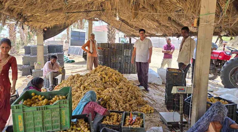 खजूर की खेती से बदली बीकानेर के किसानों की किस्मत, ₹80 प्रति किलो मिल रहा भाव; दिल्ली, पंजाब और हरियाणा तक पहुंच रही उपज