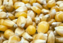 आज का मक्का मंडी रेट (09 जुलाई 2026)