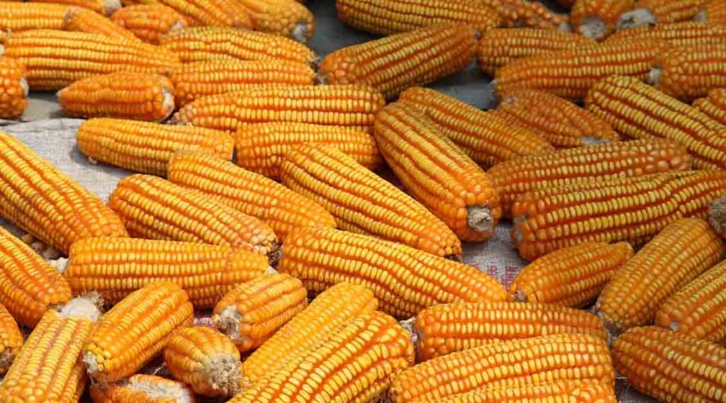 आज का मक्का मंडी रेट (06 जुलाई 2026)