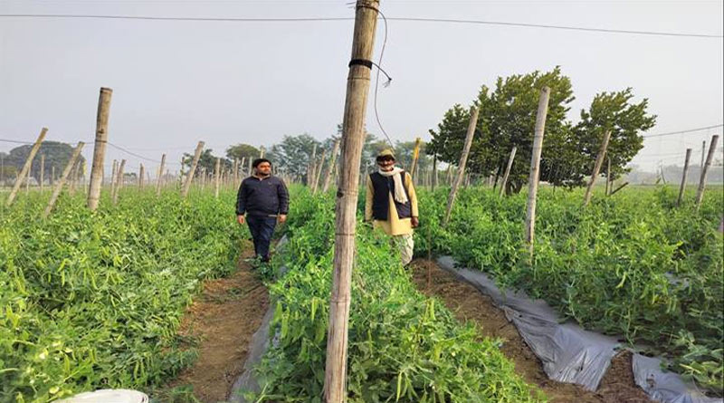 मटर की खेती में किसान ने अपनाई स्टेकिंग तकनीक, उत्पादन 40 से बढ़कर 55 क्विंटल/एकड़ पहुंचा; मंडी में भी मिले 20% ज्यादा दाम