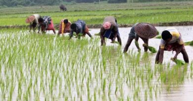 छत्तीसगढ़ में खरीफ बुवाई ने पकड़ी रफ्तार, 33.50 लाख हेक्टेयर में हुई बोनी; किसानों को मिला 9.22 लाख मीट्रिक टन खाद