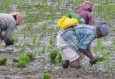 एन.आई.बी.एस.एम.द्वारा नैनो उत्पादों के प्रभाव के मूल्यांकन हेतु उन्नत वैज्ञानिक परीक्षण का संचालन