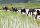 छत्तीसगढ़ में खरीफ बुवाई 80% पूरी, किसानों को 9.95 लाख टन खाद और 4.38 लाख क्विंटल बीज वितरित