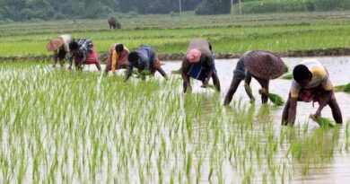 छत्तीसगढ़ में खरीफ बुवाई 80% पूरी, किसानों को 9.95 लाख टन खाद और 4.38 लाख क्विंटल बीज वितरित