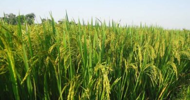 ब्राउन प्लांटहॉपर (BPH) का प्रकोप बढ़ने पर क्या करें?