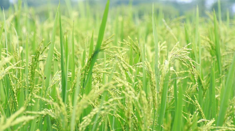 धान की फसल में थ्रिप्स, ब्लास्ट और तना छेदक का खतरा, बचाव के लिए अपनाएं ये उपाय