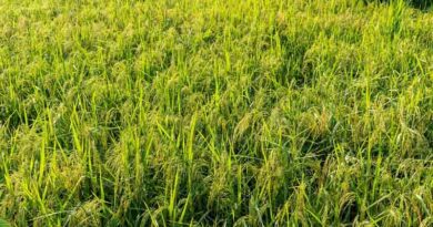ICAR Advisory: डायरेक्ट सीडेड धान में कब और कैसे करें खरपतवार नियंत्रण? जानिए पूरी गाइड