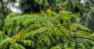 अच्छी बारिश का उठाएं पूरा लाभ, कृषि विज्ञान केंद्र ने किसानों को जारी की खरीफ सीजन की एडवाइजरी