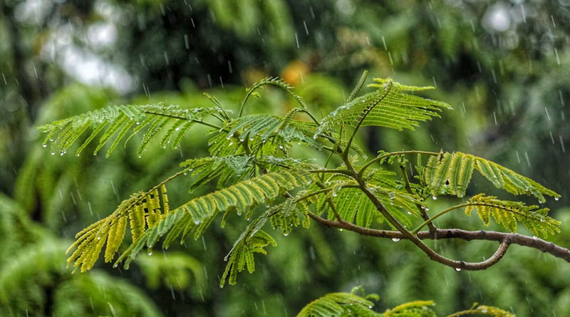 अच्छी बारिश का उठाएं पूरा लाभ, कृषि विज्ञान केंद्र ने किसानों को जारी की खरीफ सीजन की एडवाइजरी