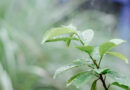 Monsoon Update: मानसून ने पकड़ी रफ्तार, गुजरात से दिल्ली तक बारिश का दौर; अगले 3 दिन इन राज्यों में बरसेंगे बादल