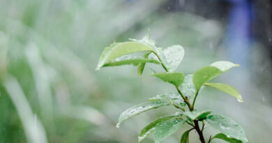 Monsoon Update: मानसून ने पकड़ी रफ्तार, गुजरात से दिल्ली तक बारिश का दौर; अगले 3 दिन इन राज्यों में बरसेंगे बादल
