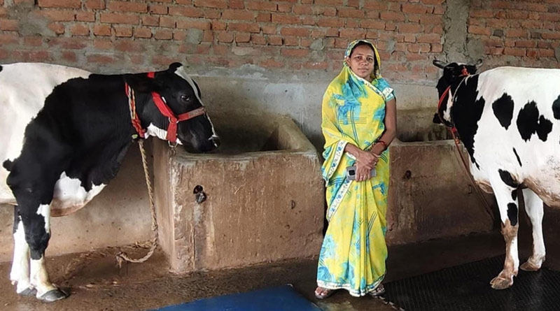 वैज्ञानिक तकनीक का कमाल! 5 दुधारू गायों से हर महीने 25 हजार रुपये कमा रहीं प्रेम कुमारी, जानिए कैसे  
